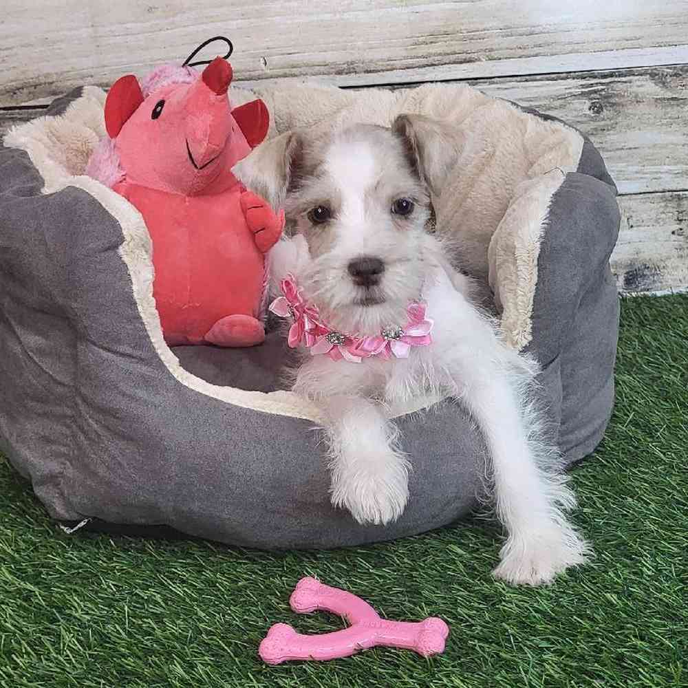 Female Miniature Schnauzer Puppy for Sale in Saugus, MA