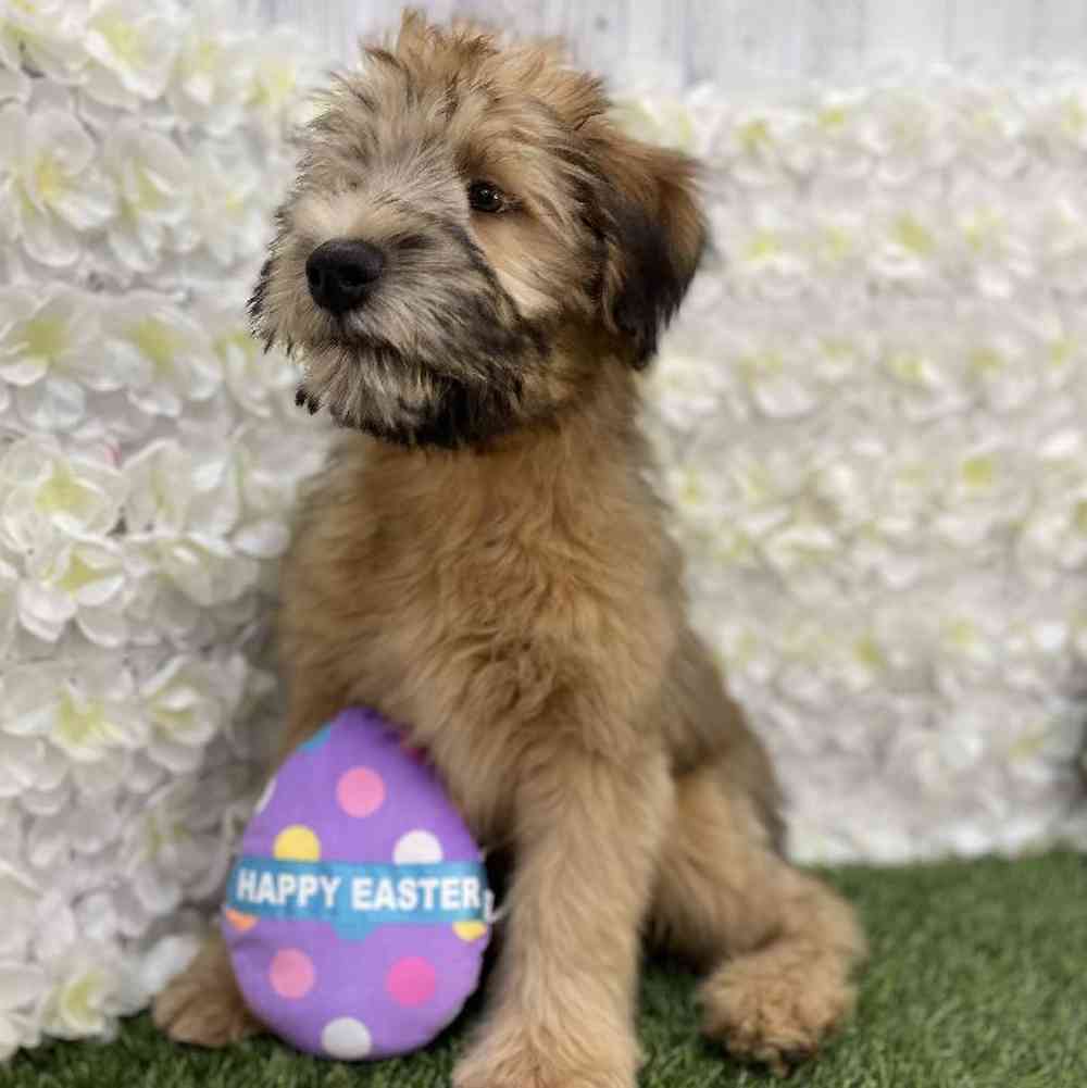 Male Soft Coated Wheaten Terrier Puppy for Sale in Braintree, MA