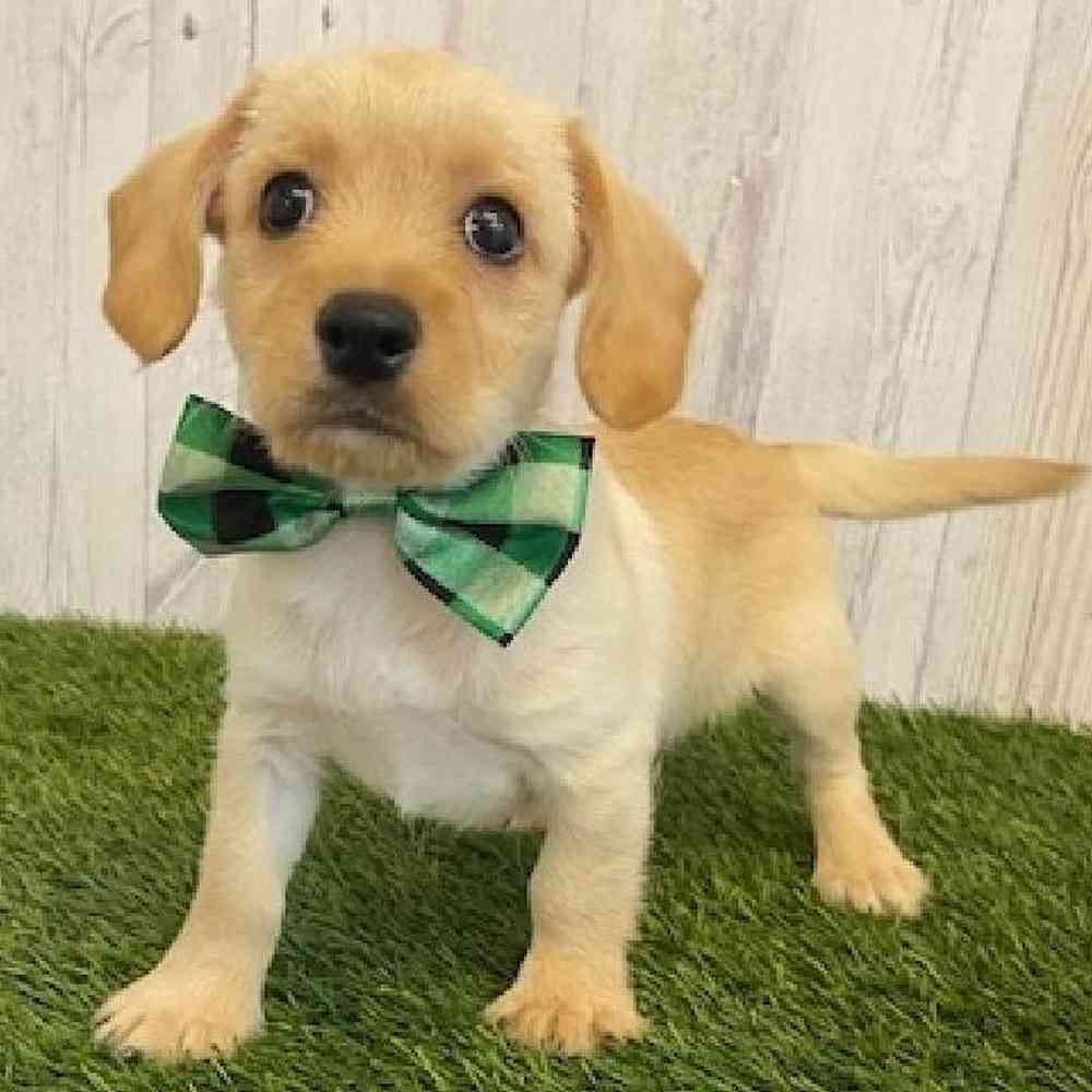 Male Cavestie (Cavalier KC - Westie) Puppy for sale