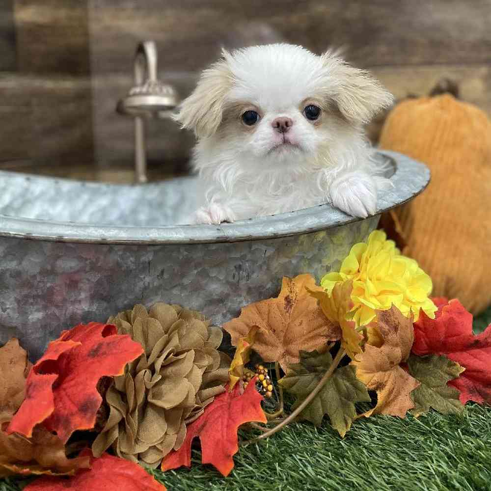 Male Japanese Chin Puppy for Sale in Braintree, MA