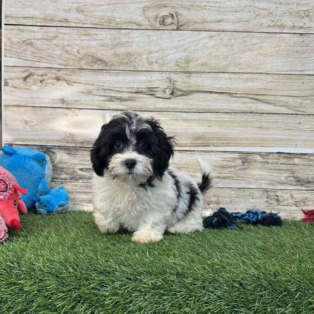 Male Shih-Poo Puppy for Sale in Saugus, MA