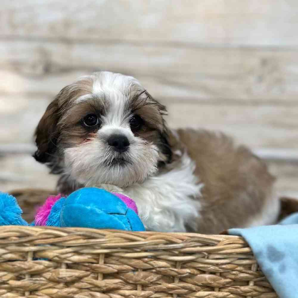 Male Teddy Bear (Zuchon) 2nd Gen Puppy for Sale in Saugus, MA