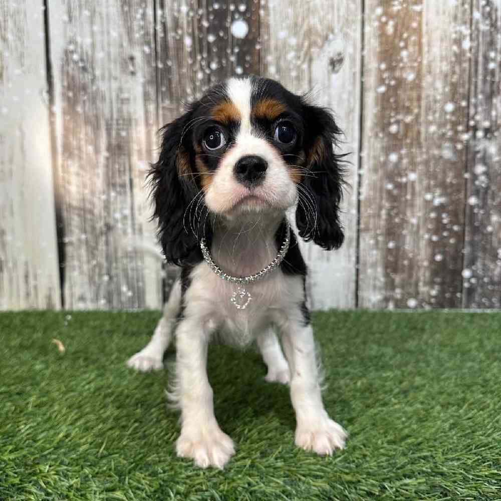 Female Cavalier King Charles Spaniel Puppy for Sale in Saugus, MA