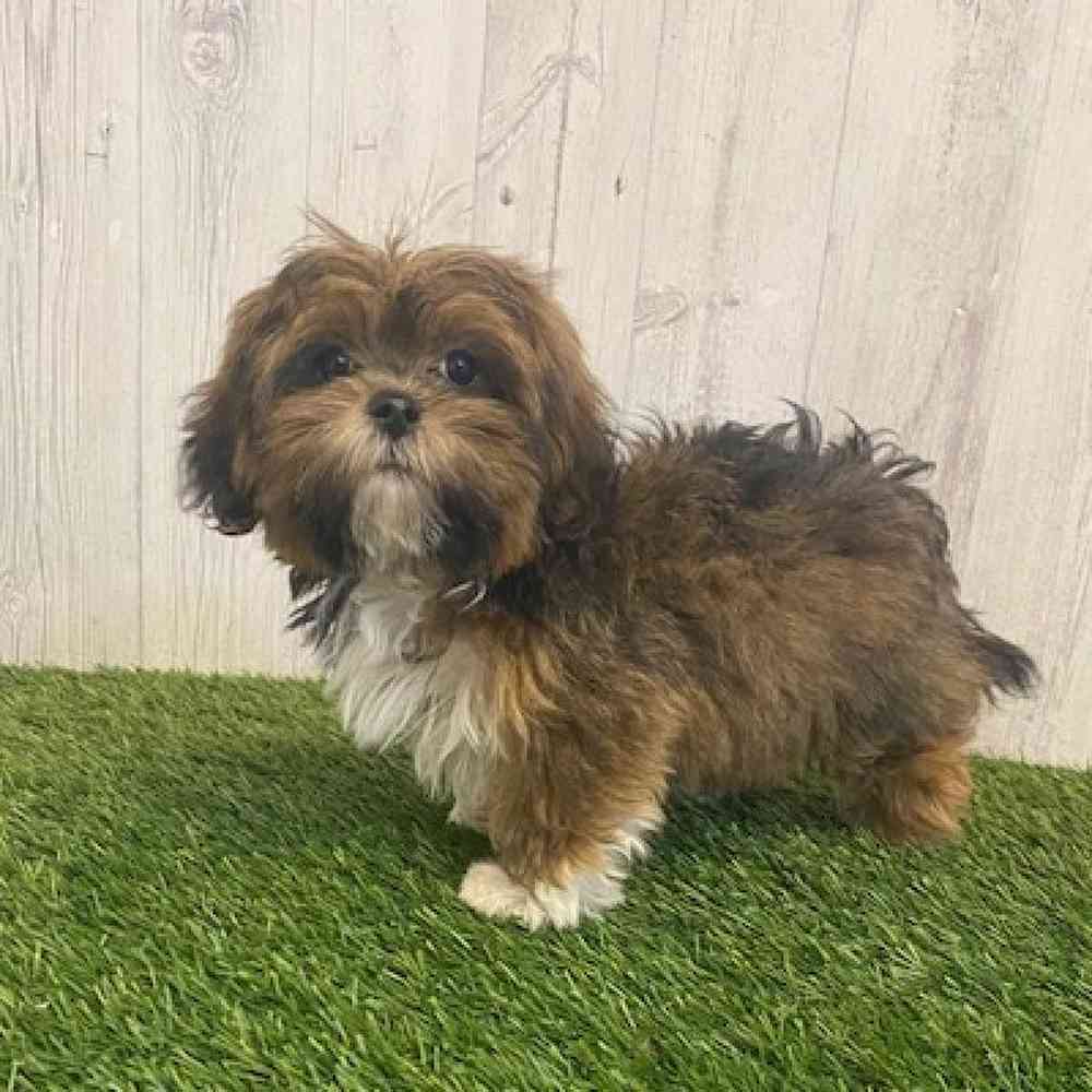 Male Lhasa Apso Puppy for sale