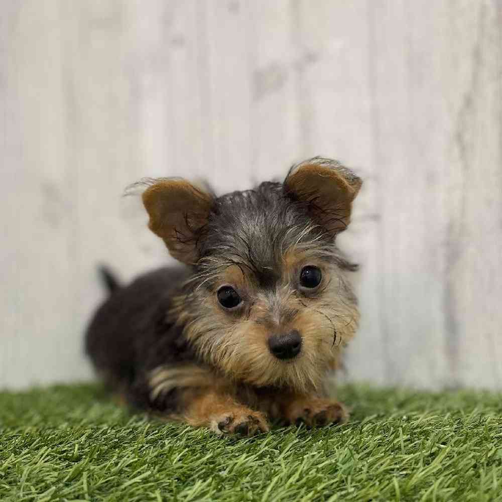 Male Chorkie Puppy for Sale in Braintree, MA