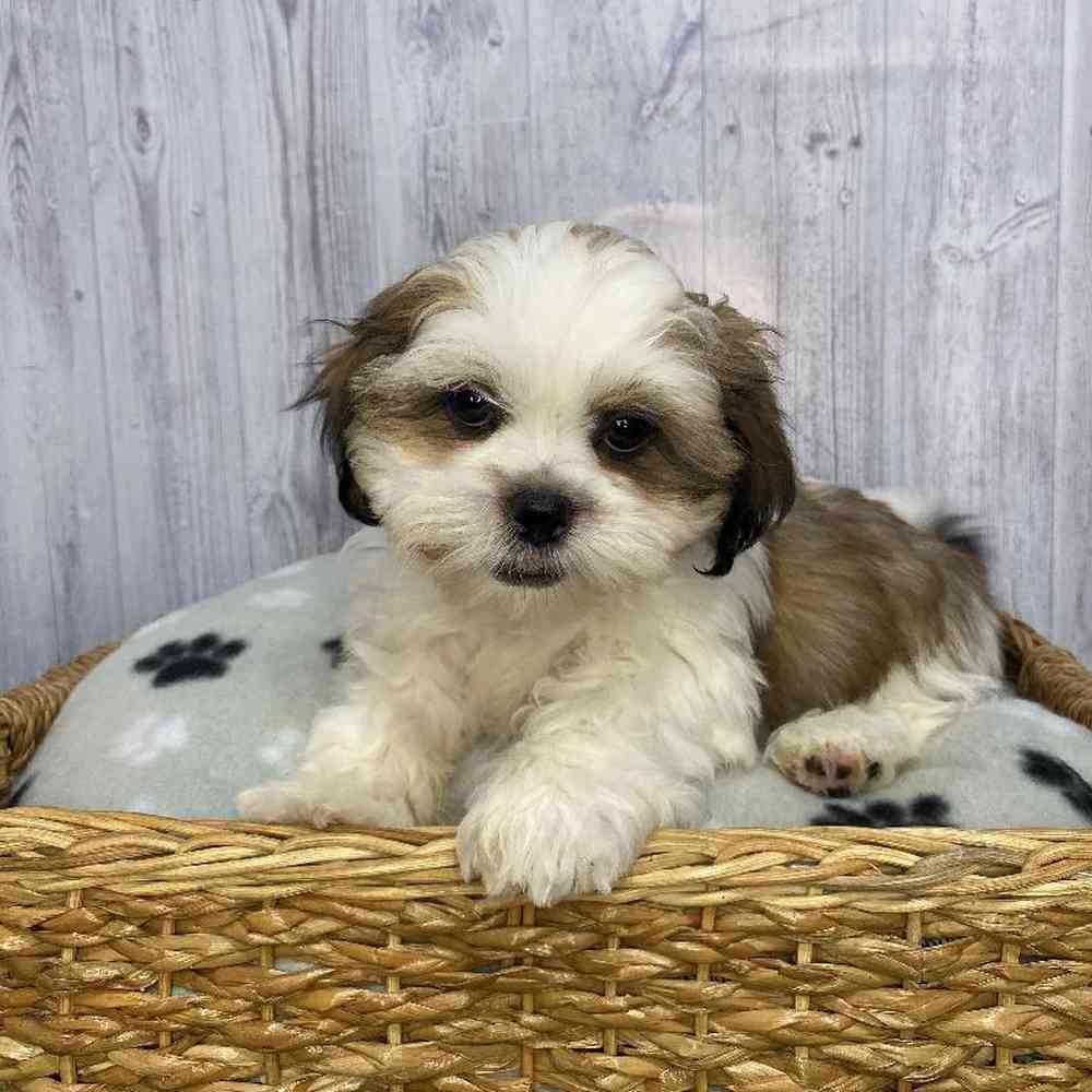 Male Shih Tzu Puppy for Sale in Saugus, MA