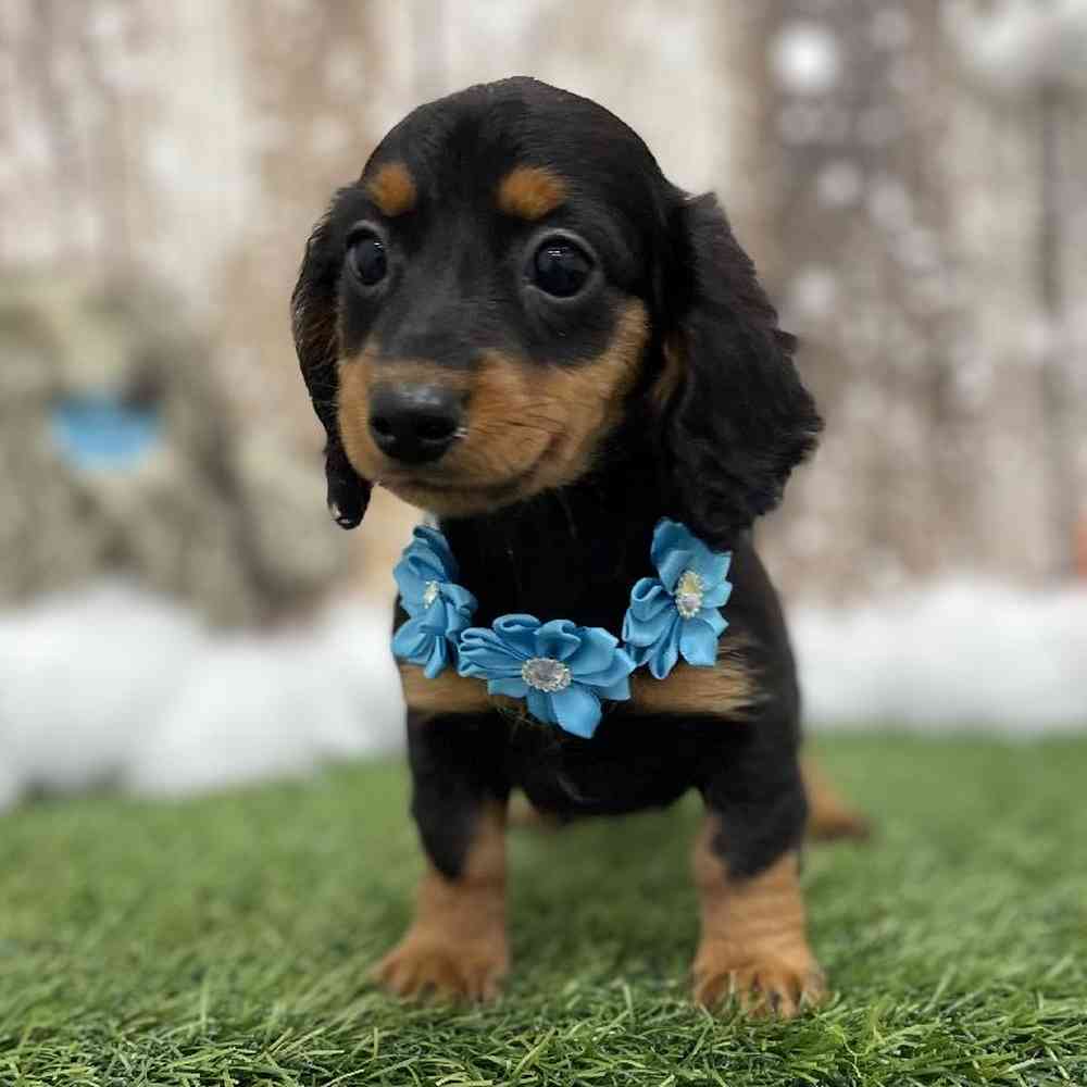 Female Dachshund Puppy for Sale in Braintree, MA