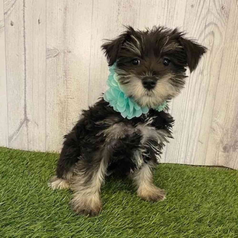 Female Miniature Schnauzer Puppy for Sale in Saugus, MA