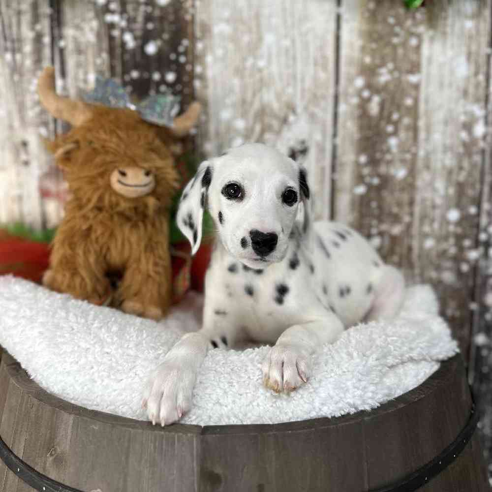Female Dalmatian Puppy for Sale in Saugus, MA