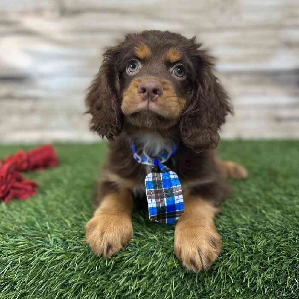 Male Cotralian (Mini Aussie/Cocker Spaniel) Puppy for Sale in Saugus, MA