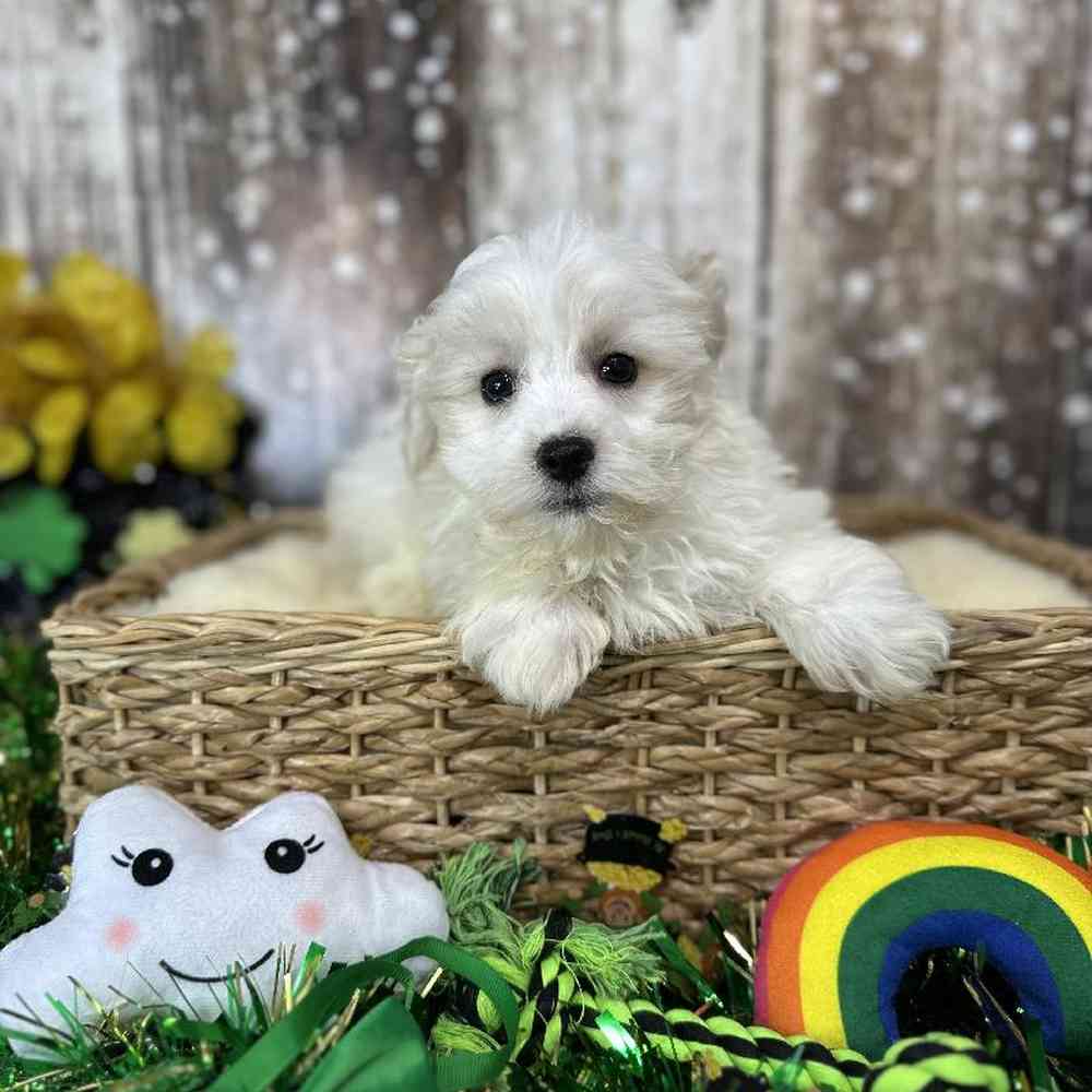 Male Malti-Poo Puppy for Sale in Saugus, MA