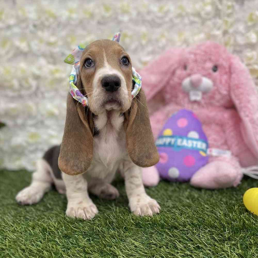 Female Basset Hound Puppy for Sale in Braintree, MA