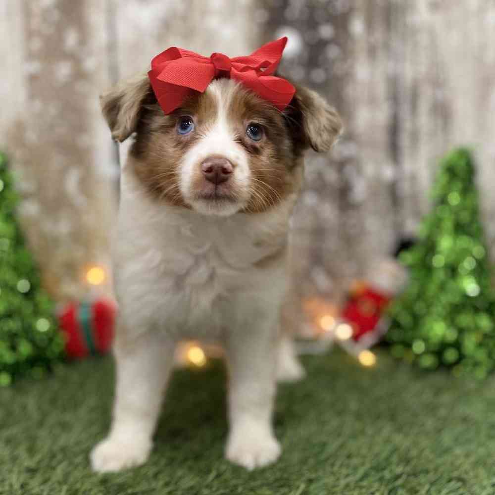 Female Australian Shepherd Puppy for Sale in Braintree, MA