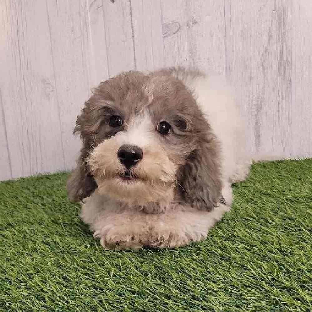 Male Bichon-Poodle Puppy for sale