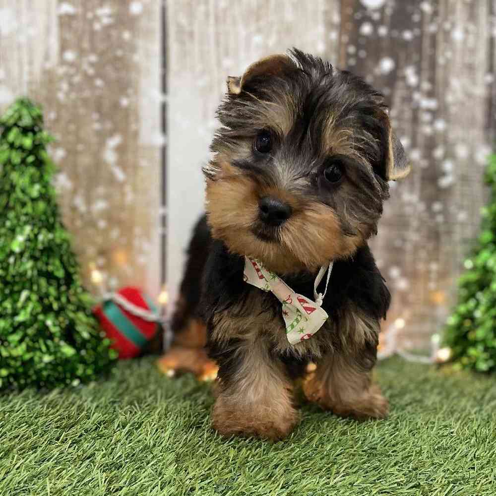 Male Silky Terrier Puppy for Sale in Braintree, MA