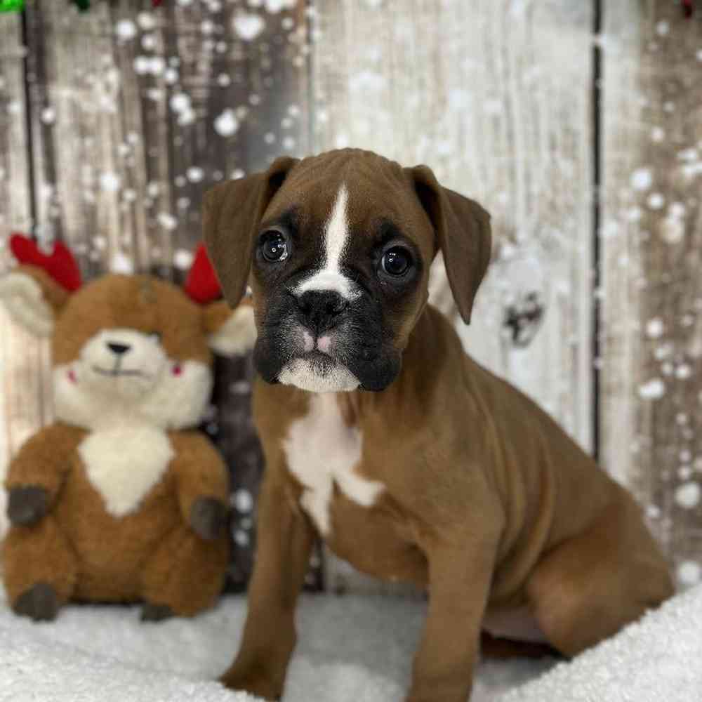 Female Boxer Puppy for Sale in Saugus, MA