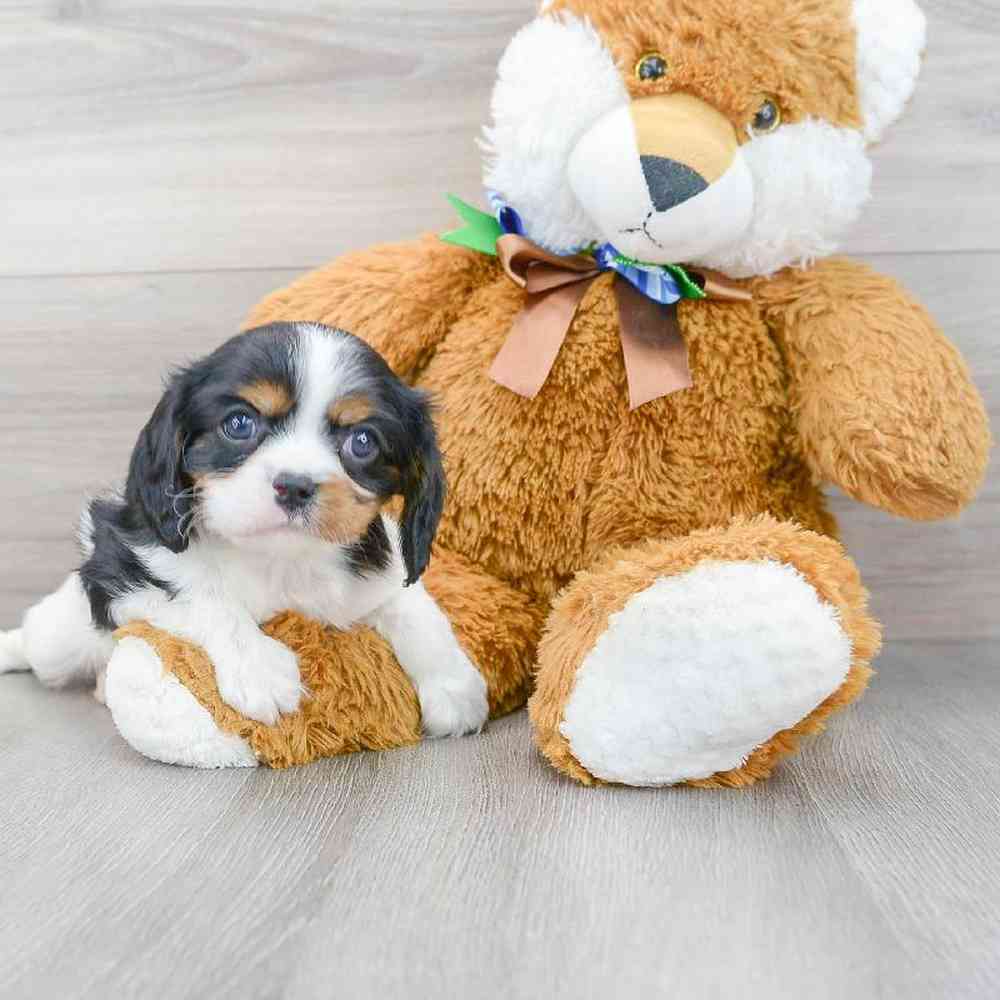 cavalier-king-charles-spaniel-elliot-6168427048545111.jpg