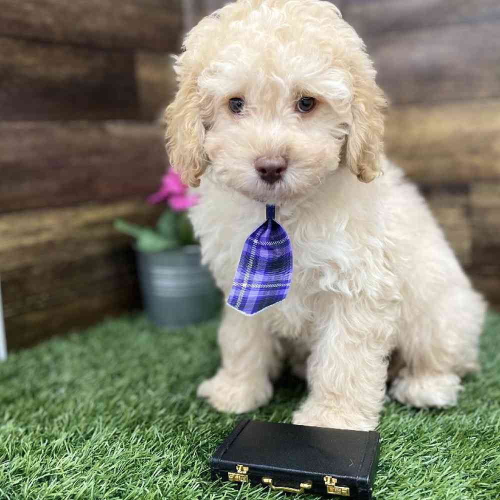 Male Cockapoo 2nd Gen Puppy for Sale in Braintree, MA