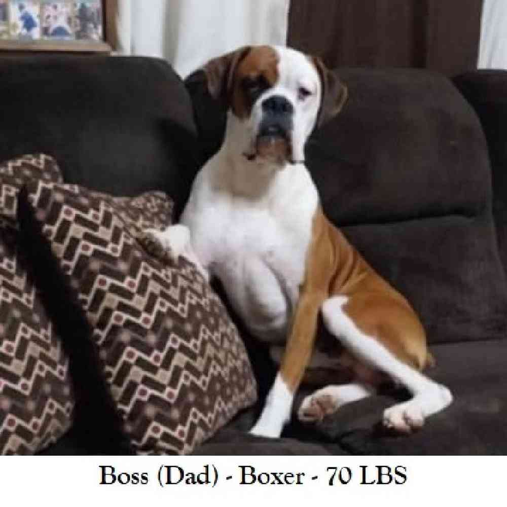 Female Boxer Puppy for Sale in Saugus, MA