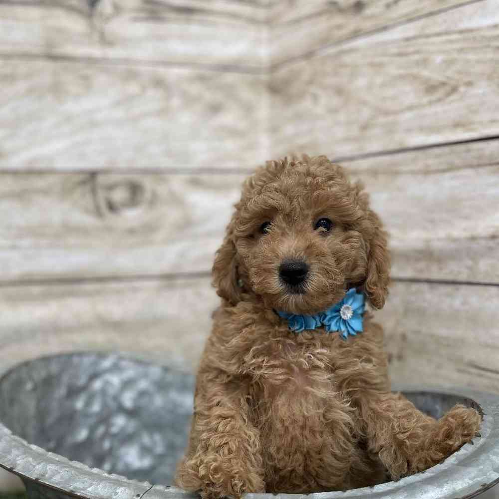 Female Mini Labradoodle 2nd Gen Puppy for Sale in Braintree, MA