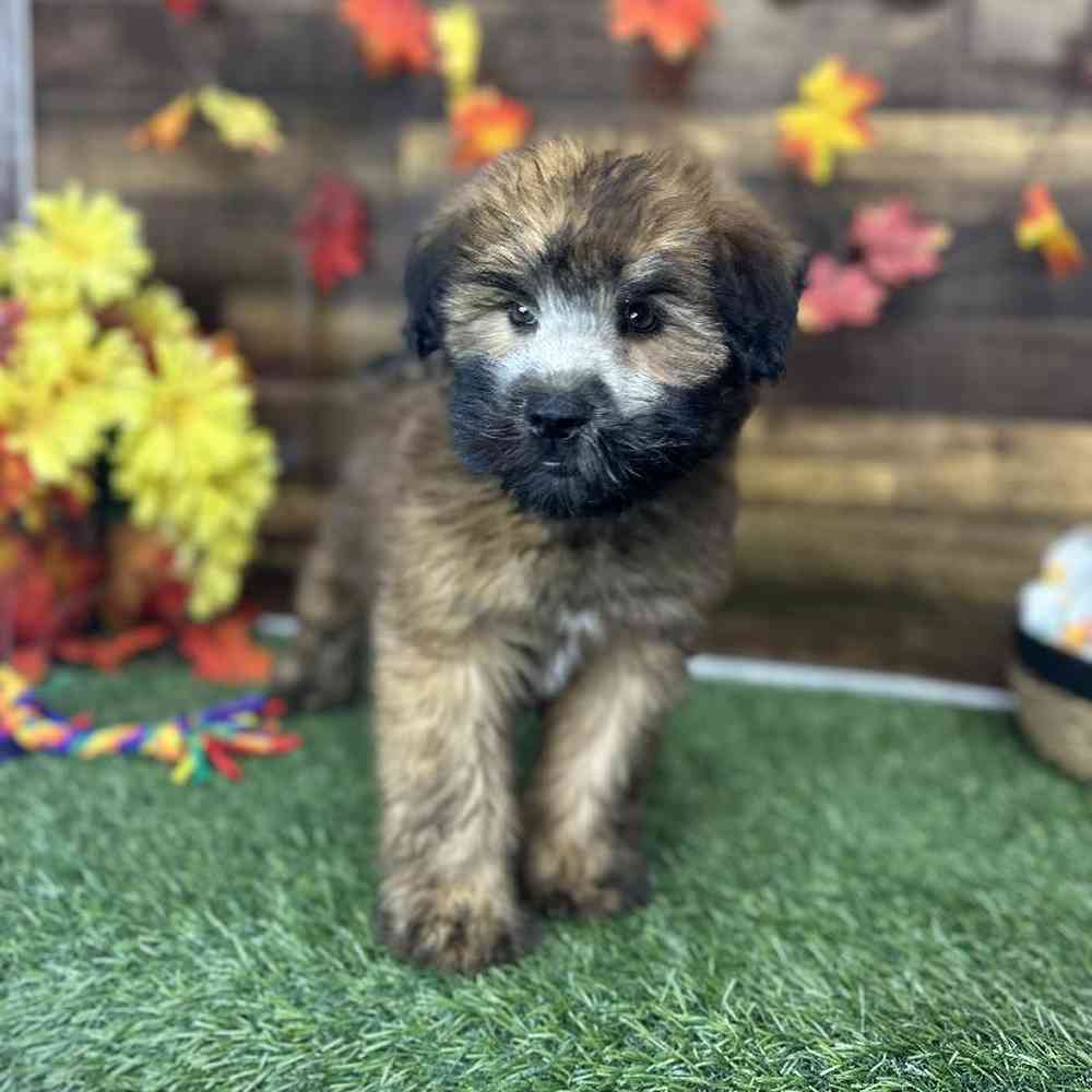 Male Soft Coated Wheaten Terrier Puppy for Sale in Saugus, MA