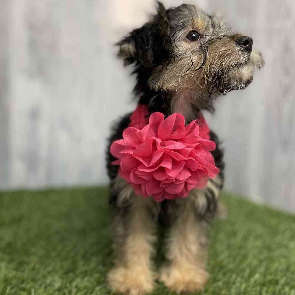 Female YoChon-Poo Puppy for sale