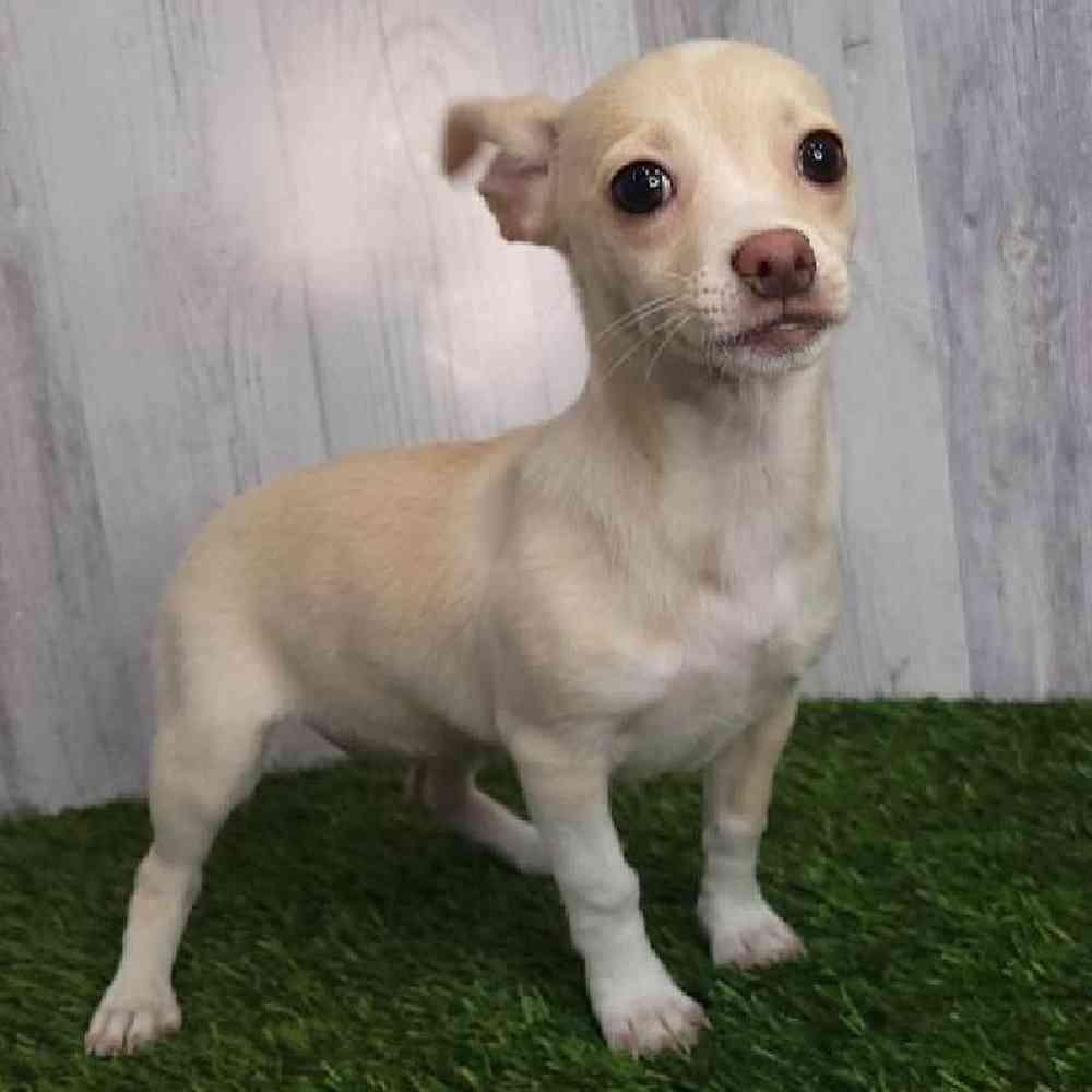 Female Chihuahua Puppy for sale