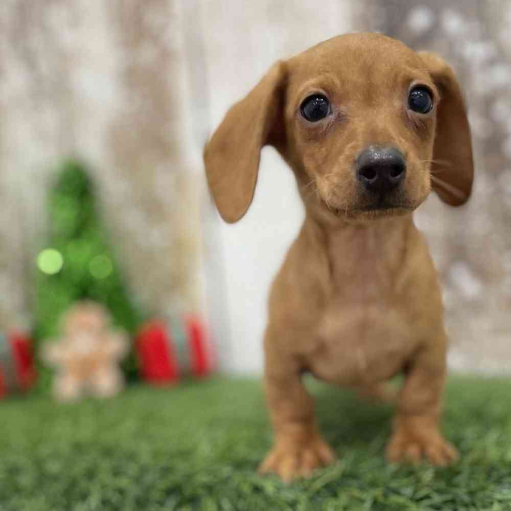 Male Dachshund Puppy for Sale in Braintree, MA