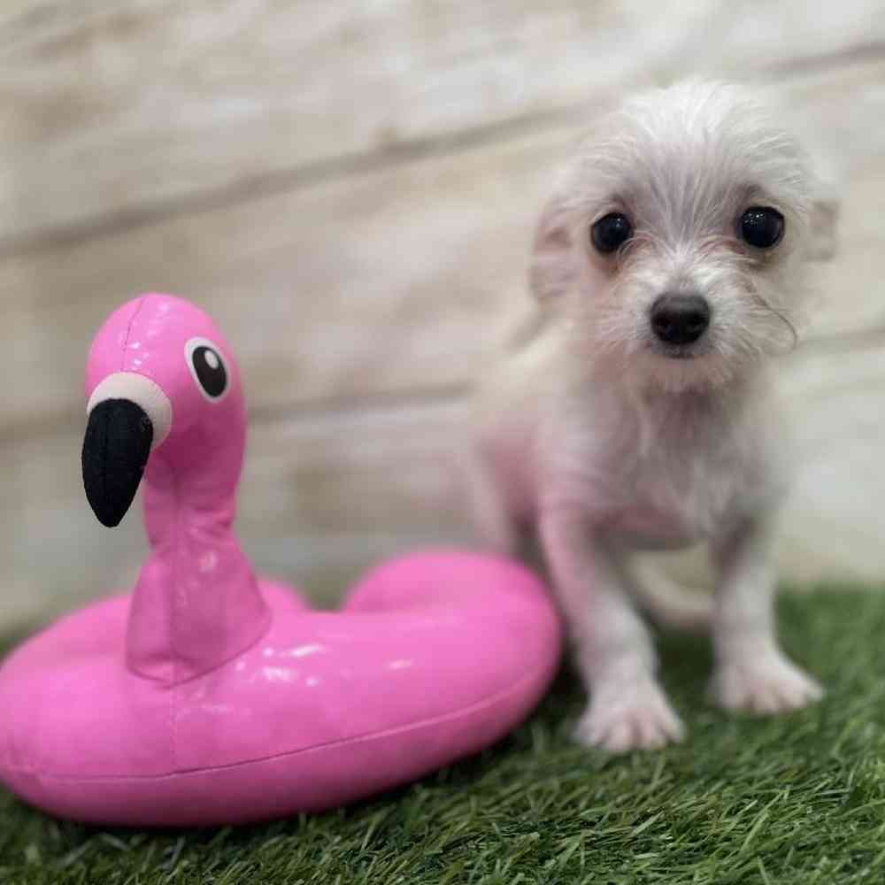Male Chihuahua Puppy for Sale in Braintree, MA