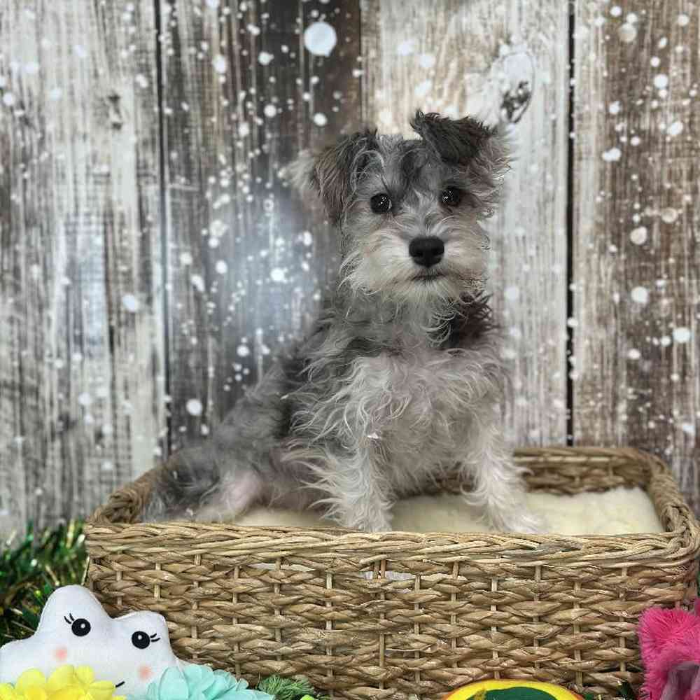 Female Miniature Schnauzer Puppy for Sale in Braintree, MA