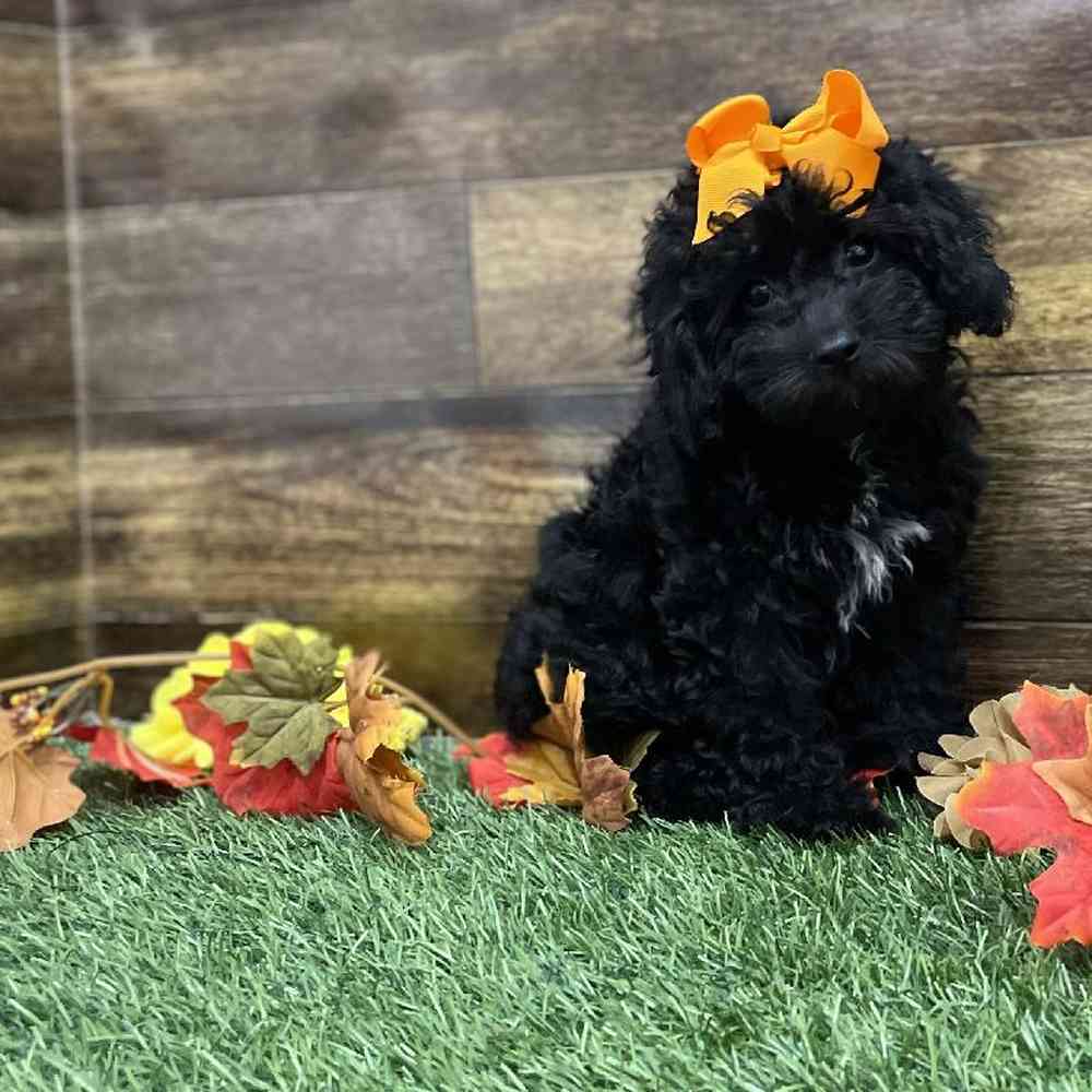 Female Cockapoo 2nd Gen Puppy for Sale in Braintree, MA