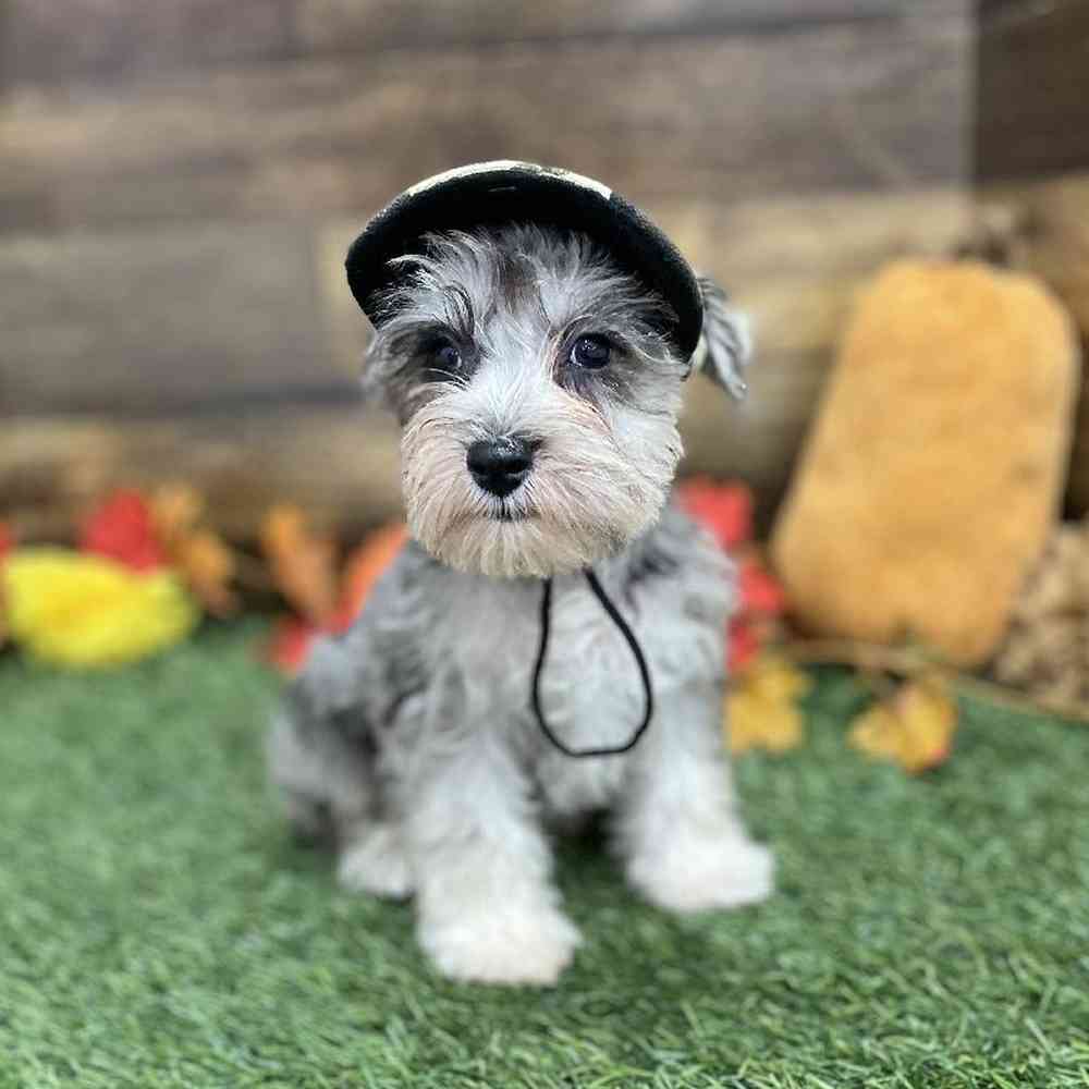 Male Miniature Schnauzer Puppy for Sale in Braintree, MA