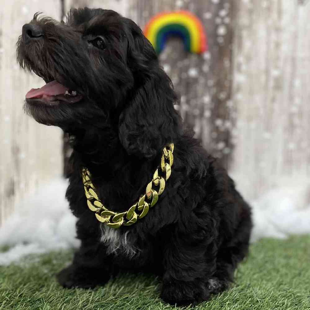 Mini Goldendoodle 2nd Gen For Sale Pet Express Braintree