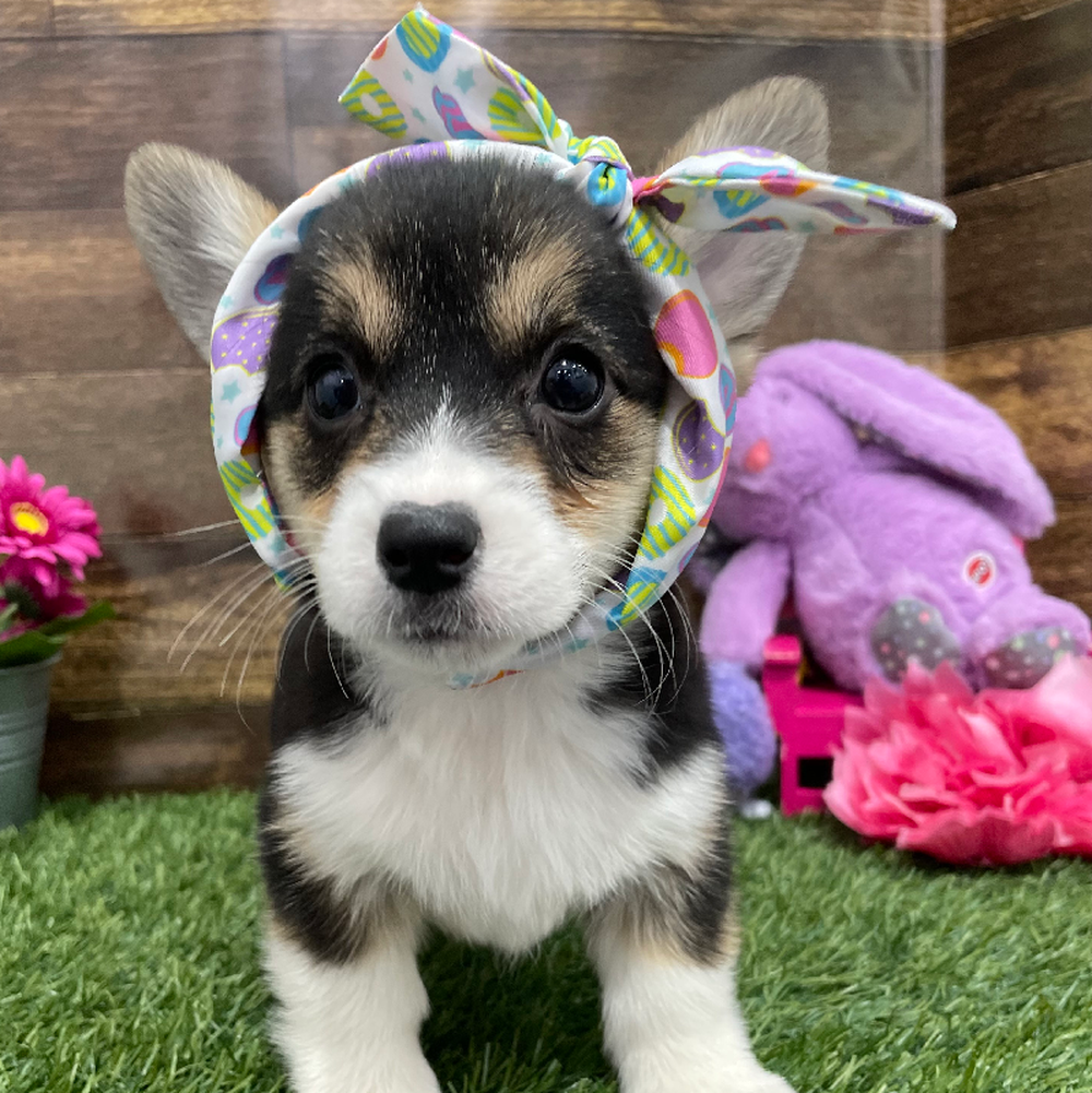 Female Pembroke Welsh Corgi Puppy for Sale in Braintree, MA