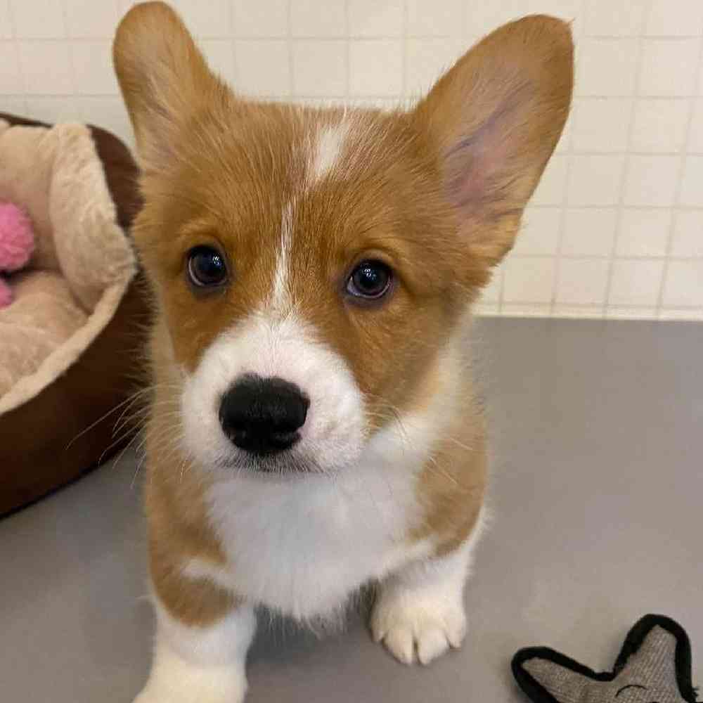 Male Pembroke Welsh Corgi Puppy for sale
