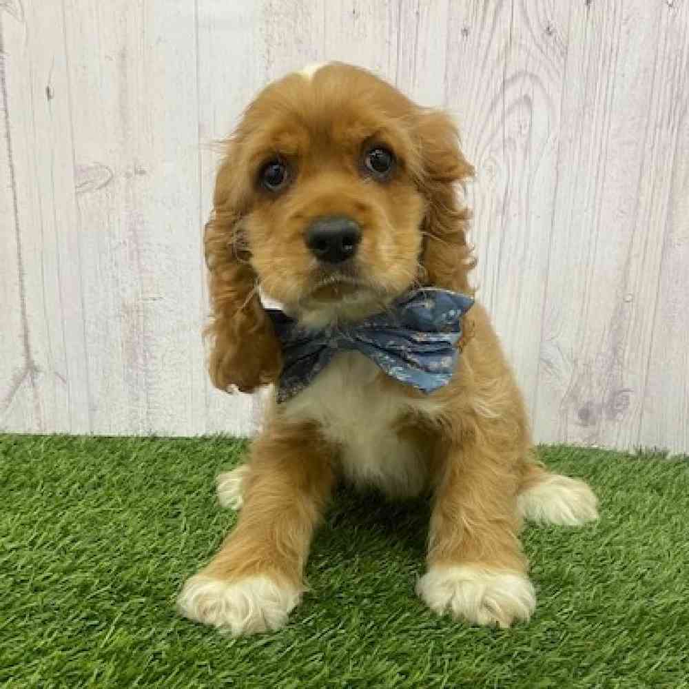 Male Cocker Spaniel Puppy for Sale in Braintree, MA
