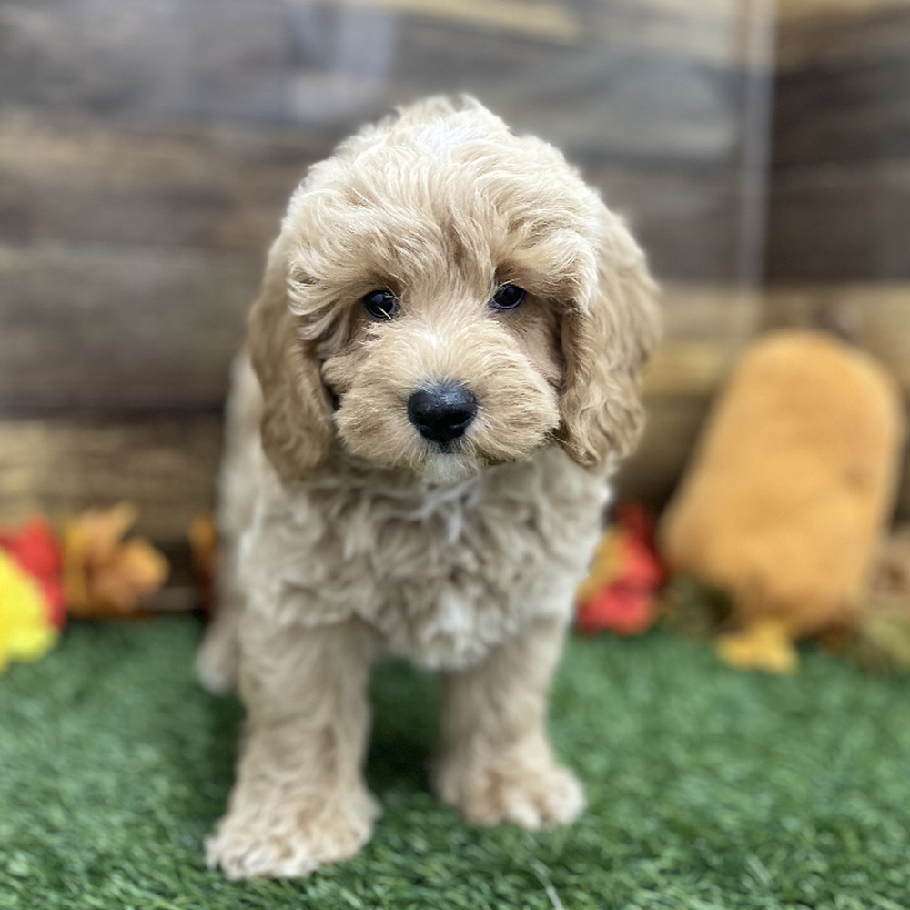 Male Mini Labradoodle 2nd Gen Puppy for Sale in Braintree, MA