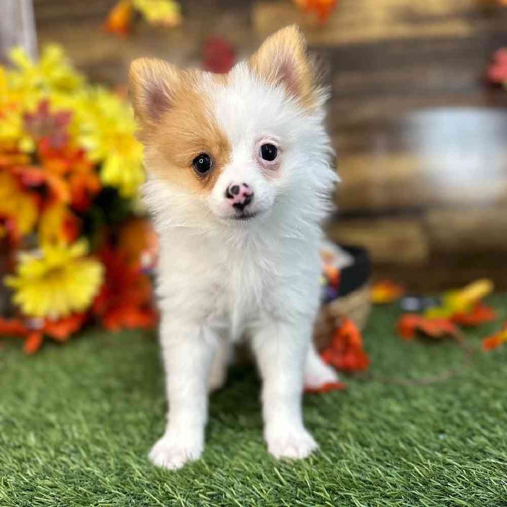 Female Pomeranian Puppy for Sale in Braintree, MA