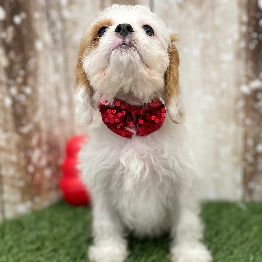 Male Cavachon 2nd Gen Puppy for Sale in Braintree, MA