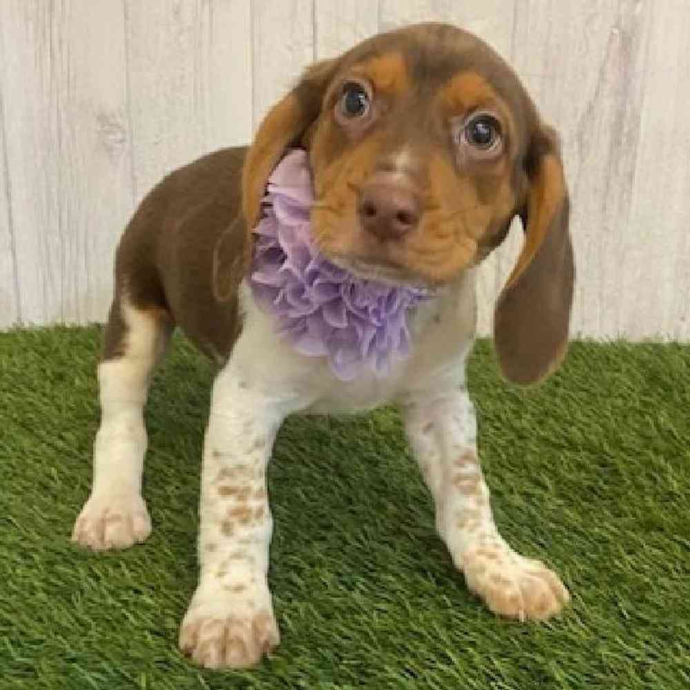 Female Beagle Puppy for sale