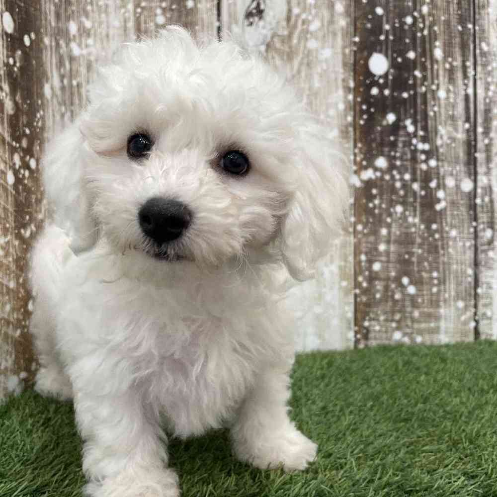 Male Bichon Frise Puppy for Sale in Braintree, MA