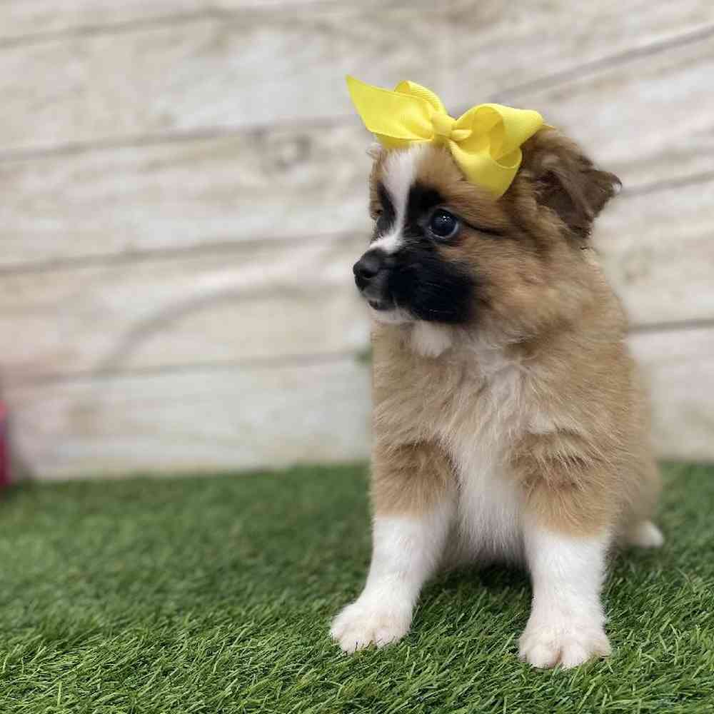 Female Aussie Pom Puppy for Sale in Braintree, MA
