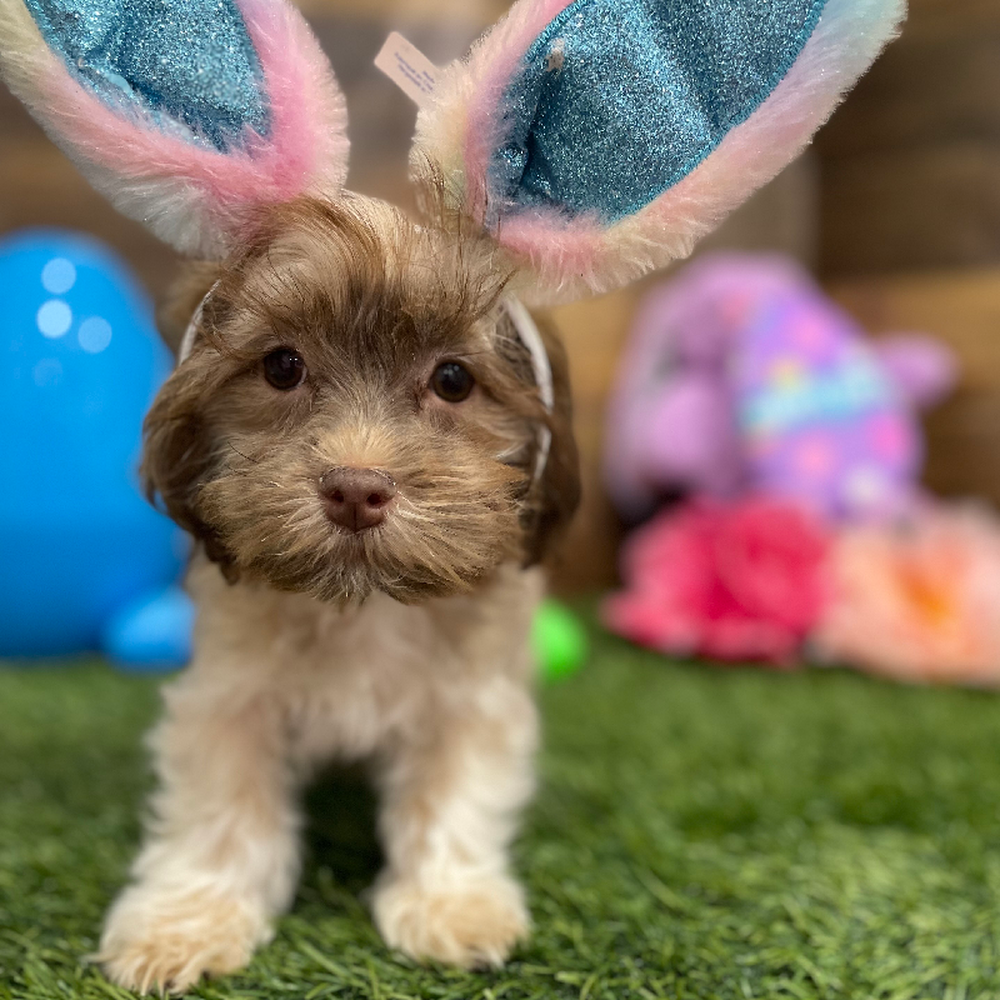 Male Havanese Puppy for Sale in Braintree, MA