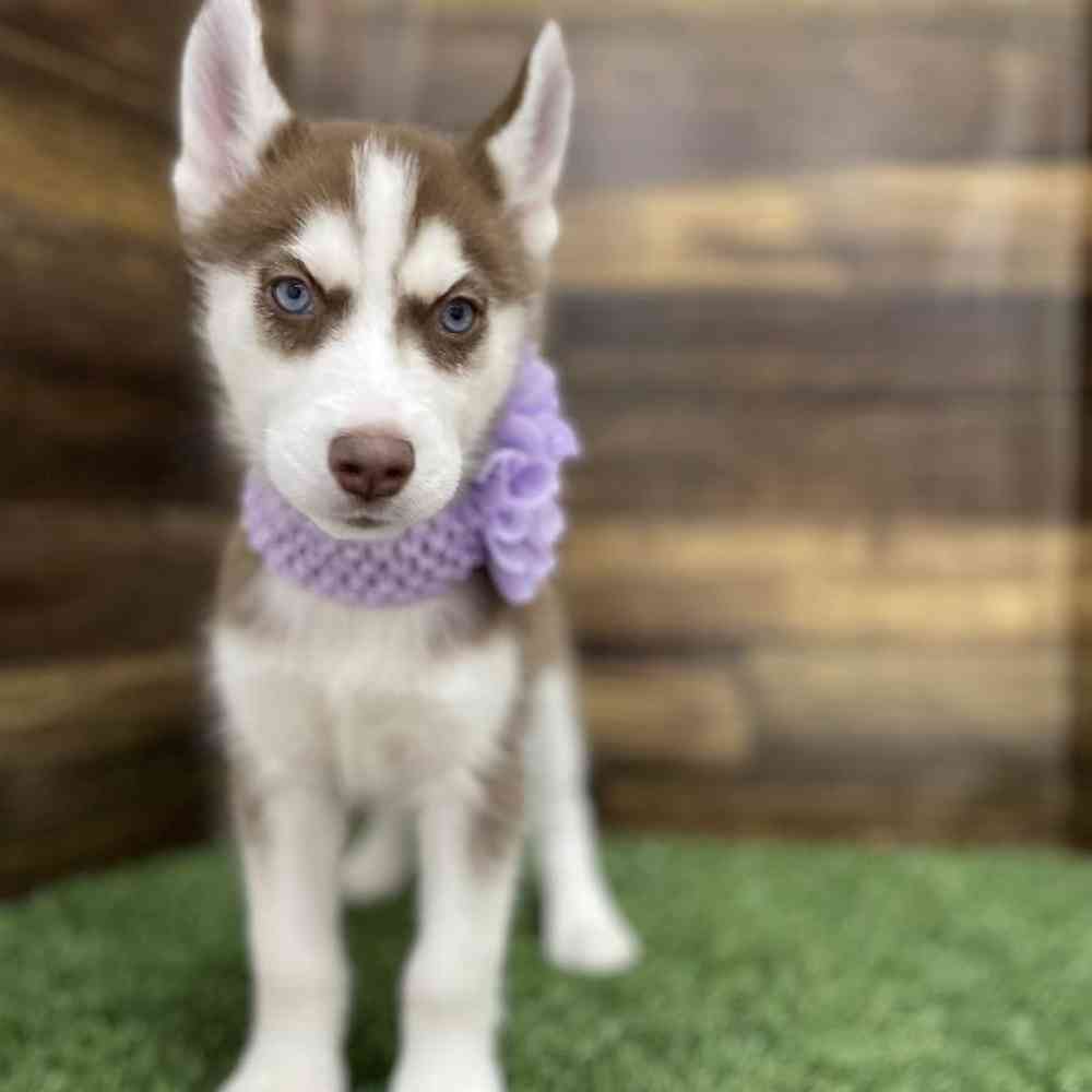 Female Siberian Husky Puppy for Sale in Braintree, MA
