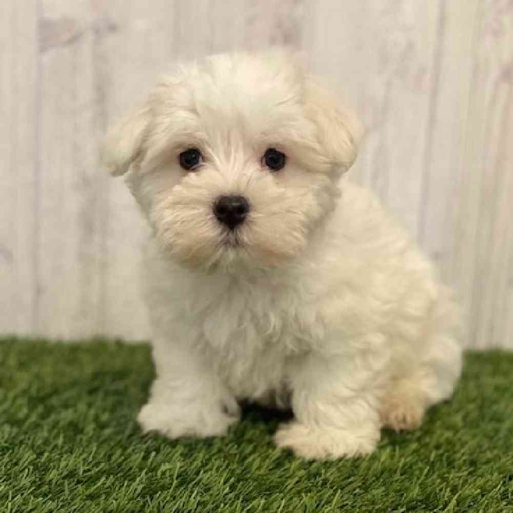 Male Maltese Puppy for sale