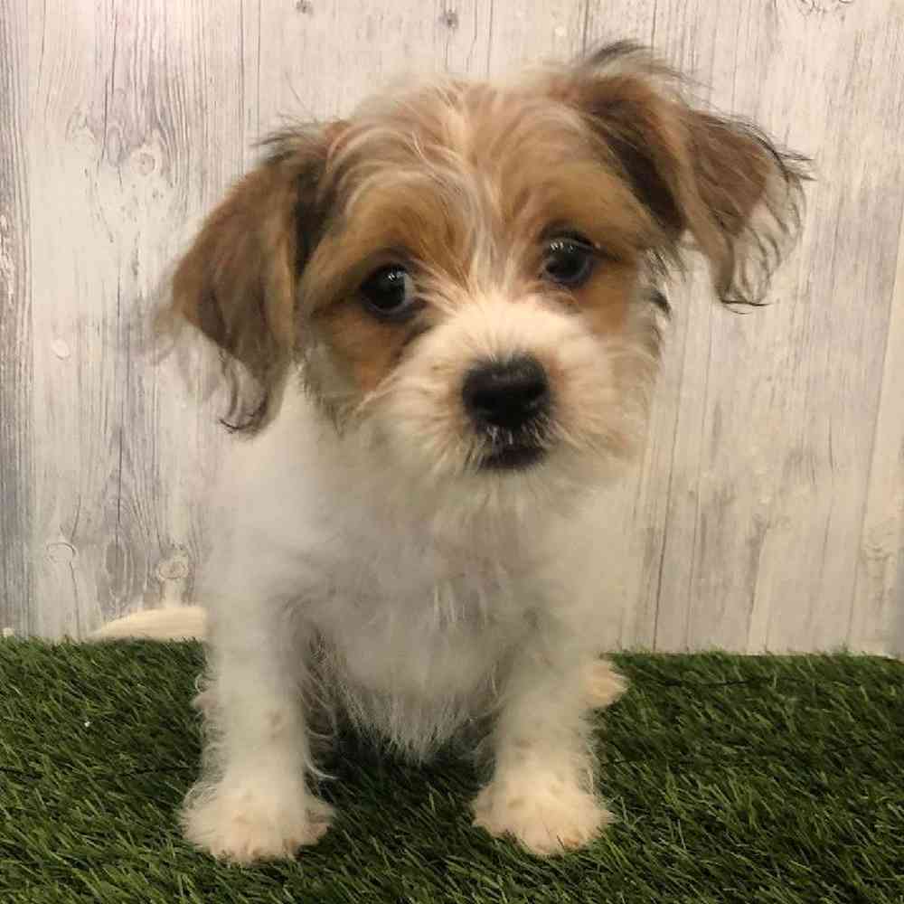 Female Shorkie Puppy for sale