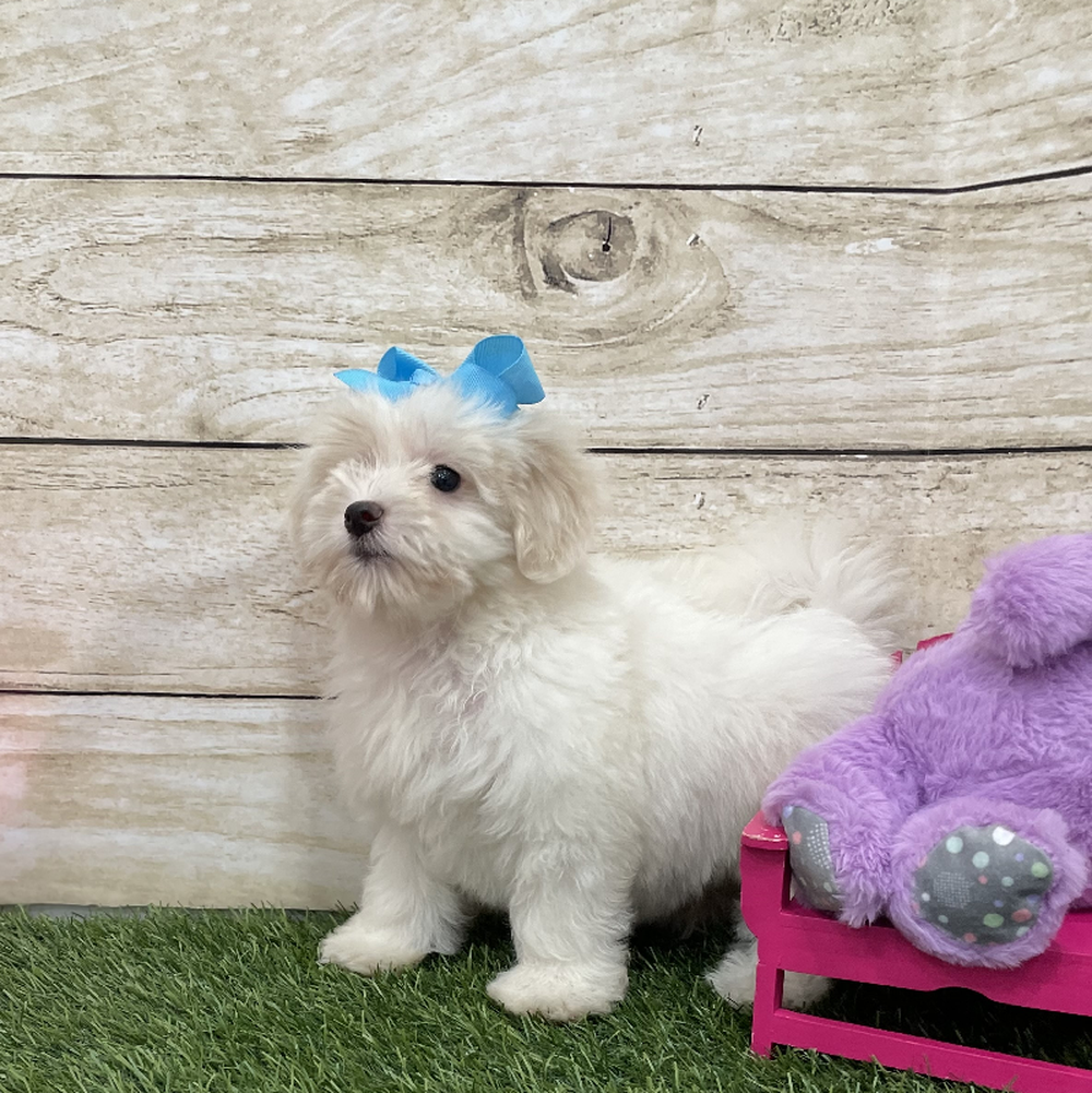 Female Coton De Tulear Puppy for Sale in Braintree, MA