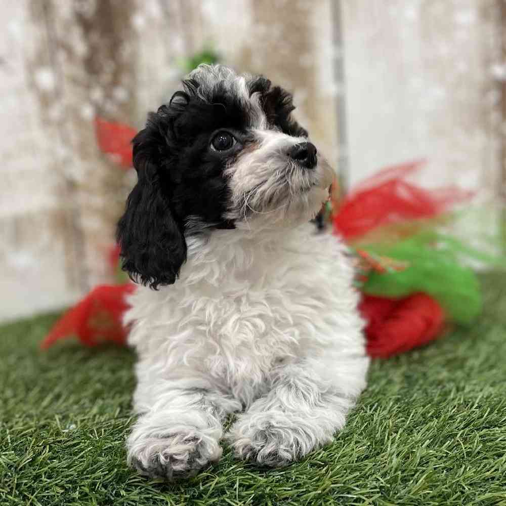 Female Cavachon Puppy for Sale in Braintree, MA