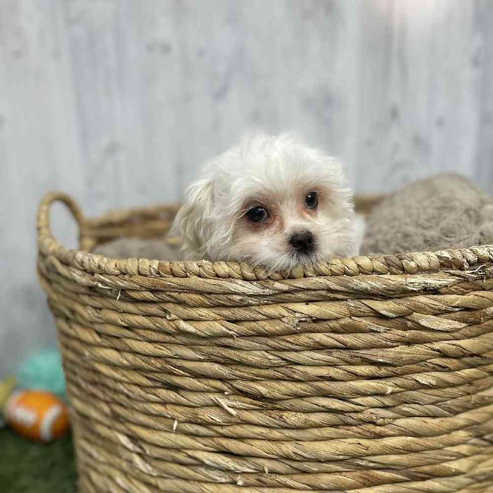 Male Malshi Puppy for sale