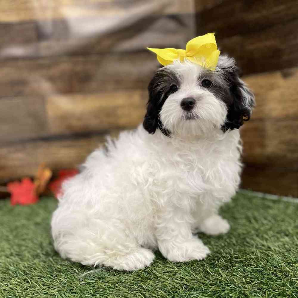 Female Lhasa-Poo Puppy for Sale in Braintree, MA